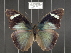 Euphaedra procera