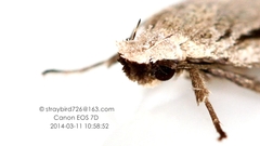 Semioscopis