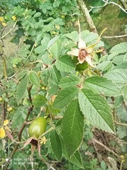 Rosa elliptica
