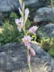 Gladiolus serpenticola