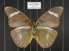 Euphaedra procera