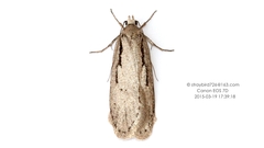 Semioscopis