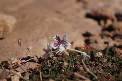 Erodium cheilanthifolium image