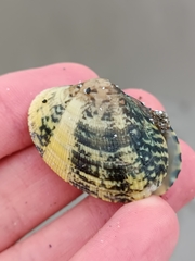 Ruditapes decussatus