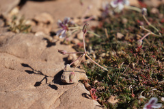 Erodium cheilanthifolium image