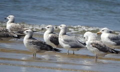 Larus fuscus barabensis