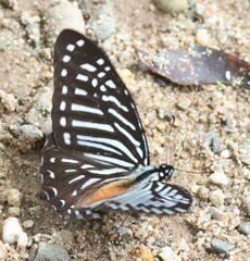 Graphium macareus