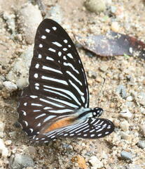 Graphium macareus