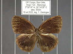 Bicyclus smithi smithi