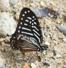 Graphium macareus
