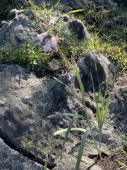 Gladiolus serpenticola