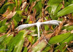 Pterophorus lacteipennis