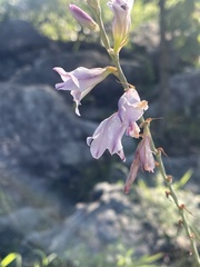 Gladiolus serpenticola