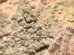 Brianaria bauschiana