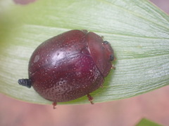 Dicranosterna