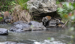 Cercopithecus mitis kolbi