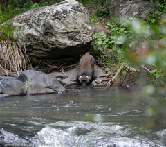 Cercopithecus mitis kolbi