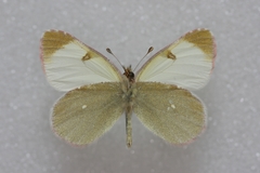 Euchloe tomyris