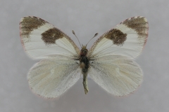 Euchloe tomyris