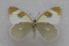 Euchloe tomyris
