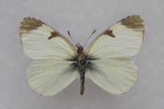 Euchloe tomyris