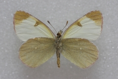 Euchloe tomyris