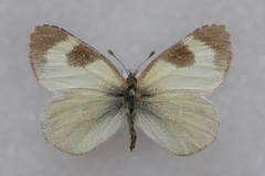 Euchloe tomyris