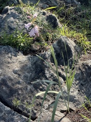 Gladiolus serpenticola