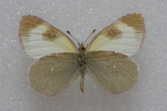 Euchloe tomyris