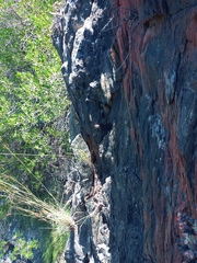 Anacampseros telephiastrum