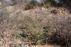 Matthiola longipetala subsp. livida image