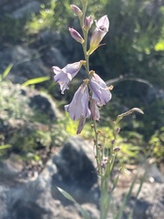 Gladiolus serpenticola