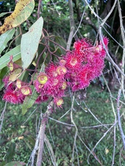 Corymbia ficifolia