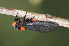 Huechys sanguinea