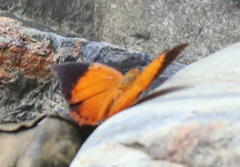 Charaxes