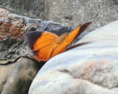 Charaxes