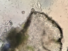 Brianaria bauschiana