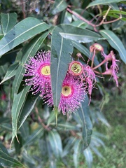 Corymbia ficifolia