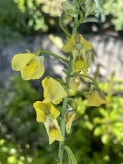 Eulophia speciosa