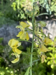 Eulophia speciosa