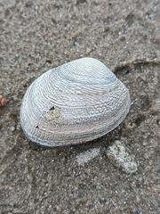 Ruditapes decussatus