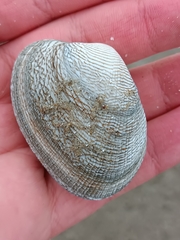 Ruditapes decussatus