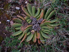 Glottiphyllum longum