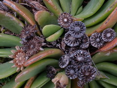 Glottiphyllum longum