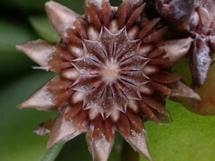 Glottiphyllum longum