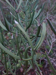Asparagus striatus