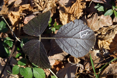 Rubus hirtus