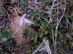 Ruellia pilosa