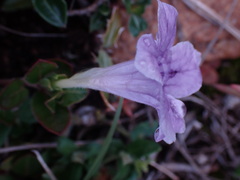 Ruellia pilosa