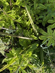 Eulophia speciosa
